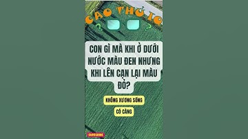 Câu Đố Vui Nhộn: Thử Thách Tư Duy Logic Của Bạn p82 | Cao Thủ IQ #funny #dovui #giaitri #haihuoc