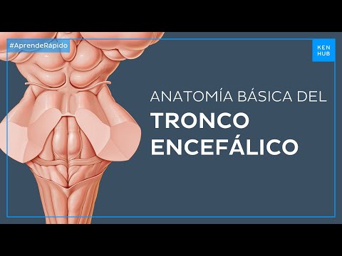 Video: ¿Es el cerebelo parte del tronco encefálico?