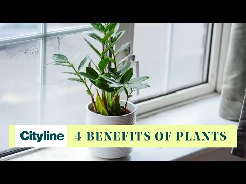 Video: Beneficii uimitoare ale plantelor de apartament – De ce sunt plantele de interior bune pentru noi