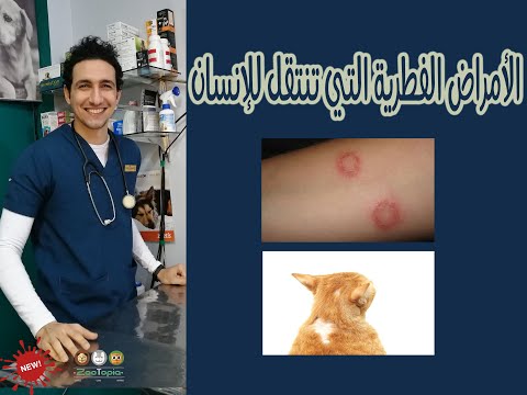 فيديو: أمراض الأنف الجلدية في القطط - أمراض الجلد على الأنف