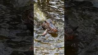 Sonny the smooth front caiman caught a heron They are hunting in their enclosure reptiles