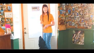 Dog Training, Georgia, Lab, Day 15: Field Recall | Indoor Shops | Park | Downtown | McCaysville, GA