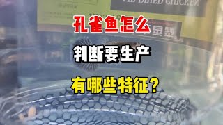 觉得你的鱼要生了其实这几种特征缺一不可