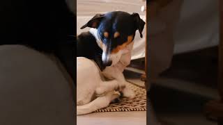 Simparic 20 A 40 Kg Funciona?