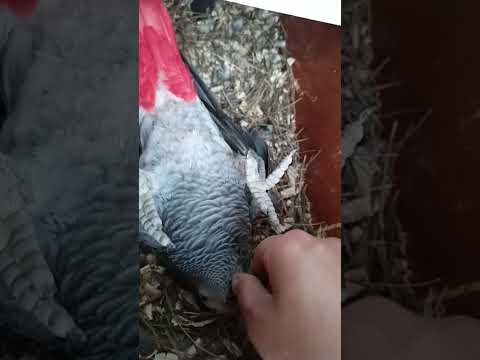 انثى كاسكو داخل البياضه حركاتها غريبه جدا
