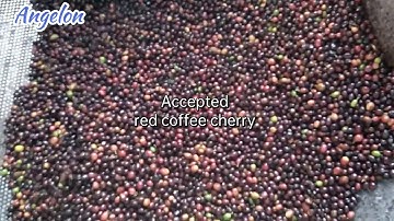 Angelon color sorting machine for coffee cherry