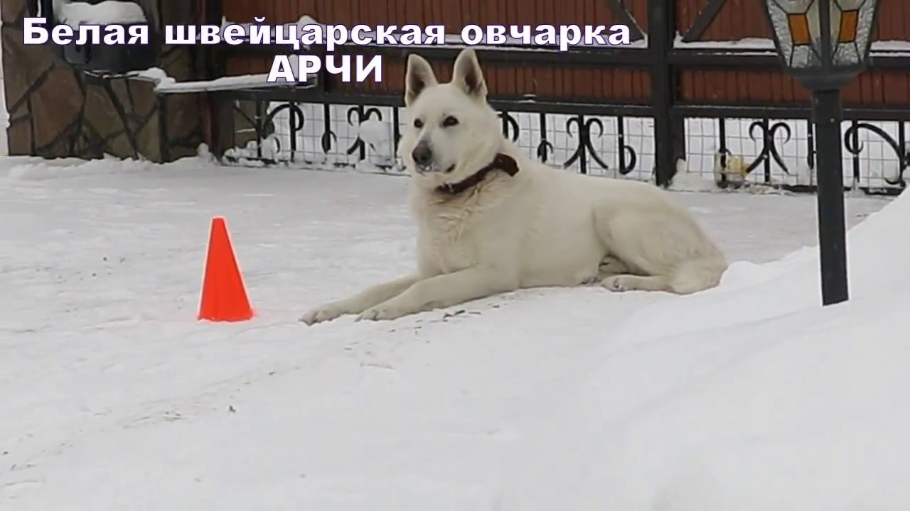 Социализация и тренировка белой швейцарской овчарки