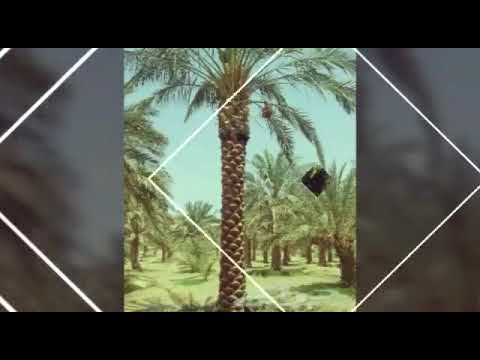 حسن كديس محس نركي