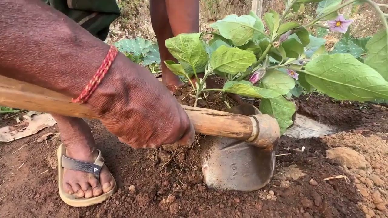 ଆମ ପନିପରିବା ଚାଷ କେମିତି ହେଇଛି