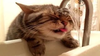 Best Funny Animal Videos Of The 2022  Funniest Cats And Dogs Videos  Part 34