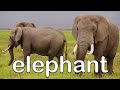 Wild Animal Sounds! | Learn Wild Animal Sounds | Kids Learning Videos