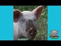 Wild Animal Sounds! | Learn Wild Animal Sounds | Kids Learning Videos