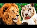 Wild animal sounds  learn wild animal sounds  kids learnings