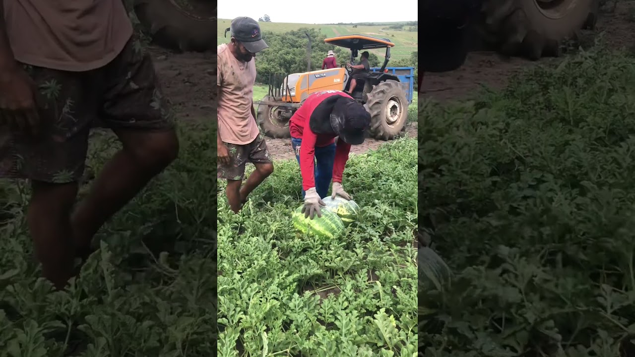 You Won’t Believe the Size of These Watermelons – Too Big to Carry Two