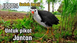 SUARA BURUNG RUAK RUAK BETINA MEMANGGIL JANTAN