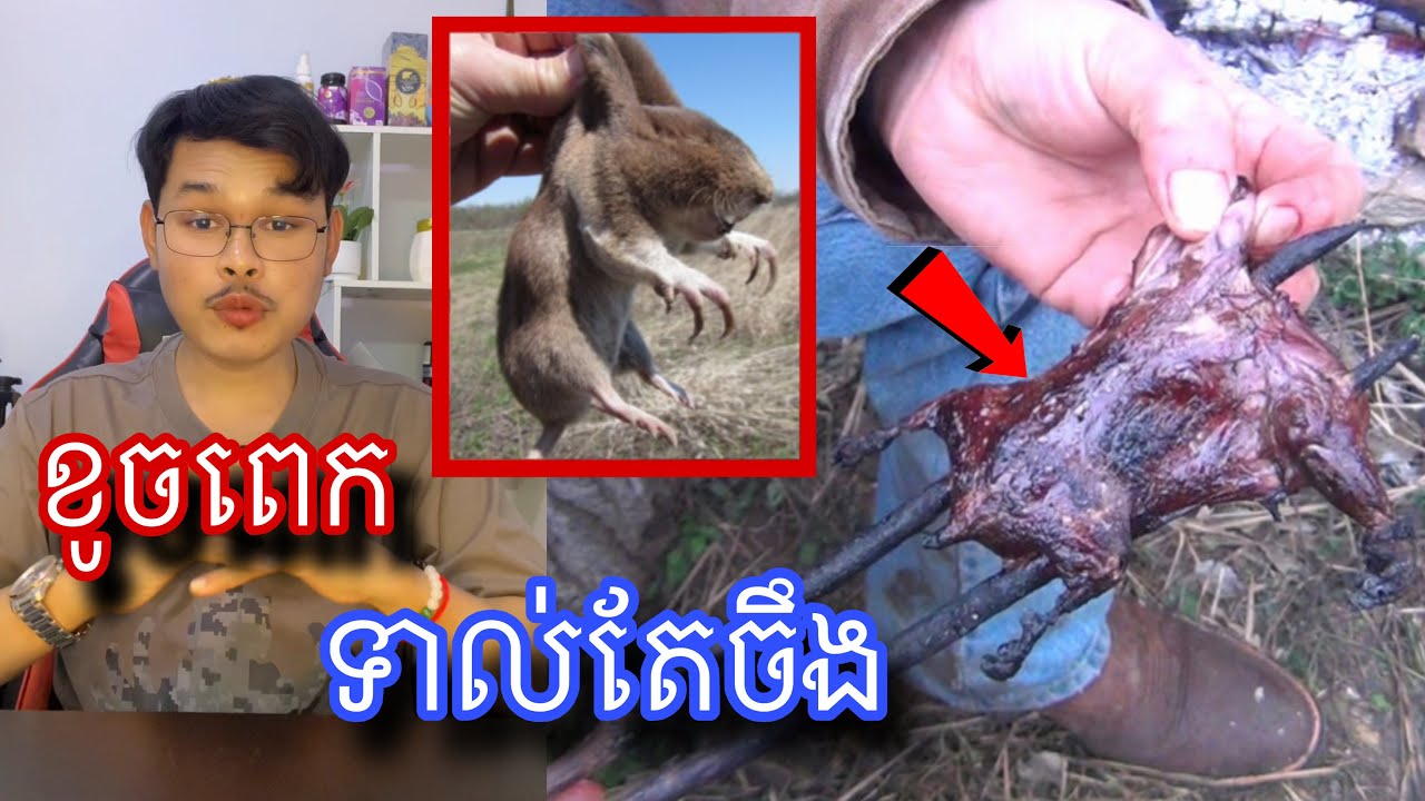 មកស្គាល់សត្វដែលធ្វើអោយកសិករឈឺក្បាលបំផុត l Mr.Veasna