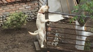 Dog having sex with metal railing :)