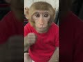 monkey🐒#shortfilm #viral  monkey 🐵#emotional 😭 #animals #sortvideo