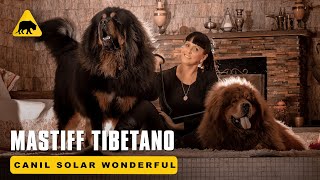 Mastiff Tibetano - Canil Solar Wonderful
