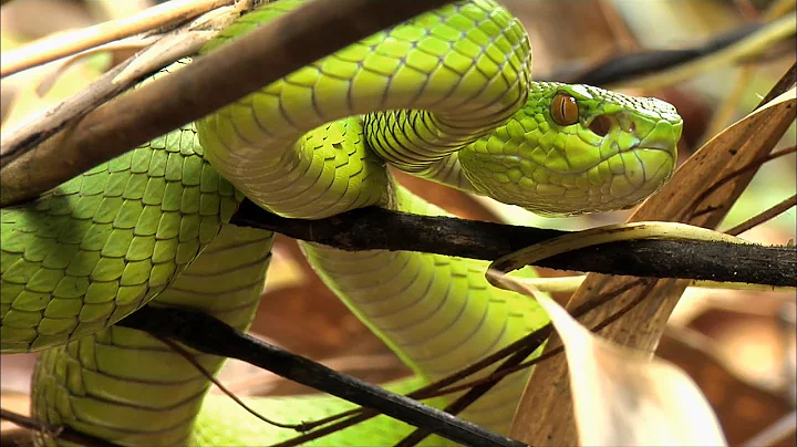 Beneath the Canopy: The Forests of Thailand - DayDayNews