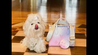 Louis Vuitton PM ON THE GO Limited Edition!! SUNRISE PASTEL!! BRAND NEW  RELEASE, VERY RARE!!l💜💚🤍💓 