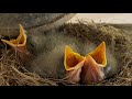 Eastern Phoebe Nestlings And Adults