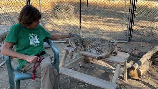 Meet Bobby the Bobcat