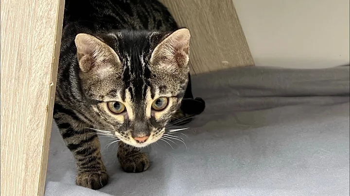 Video 2239121: brown bengal cat