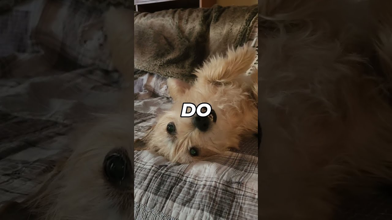 My Dog Hates Adulting Mydog