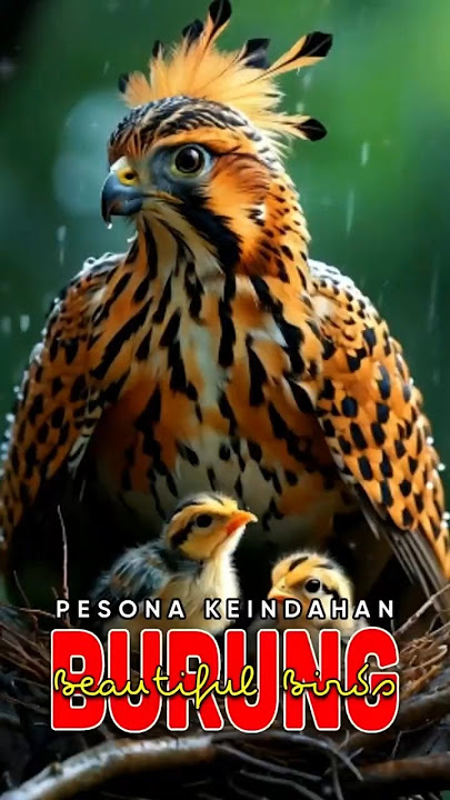 A Mother's Love Never Fades #birds #birddisplay