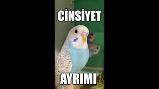 Cinsiyet Ayrımı Çok Kolay Muhabbet Kuşu Cere Rengine Göre