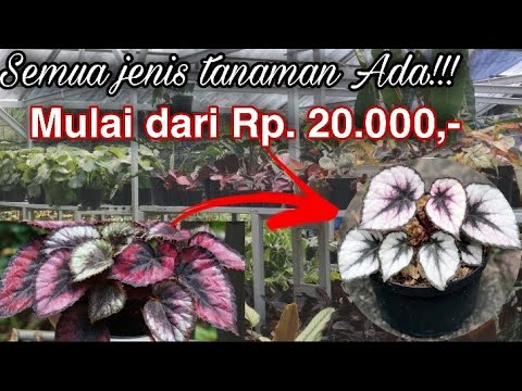 Video: Menarik Tentang Tanaman Indoor. Bagian 2