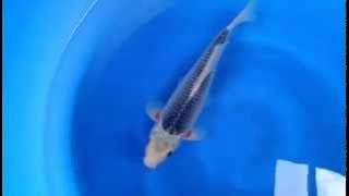 LINE MOVIE 1442245117928