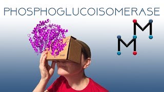 Phosphoglucoisomerase: A VR Experience