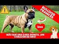 ¡Descubre por qué el Bulldog Francés es el Rey de las Mascotas! 🐶👑