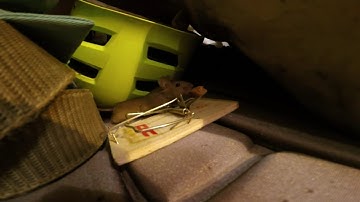 gopro hero 3+ black mouse vs mousetrap