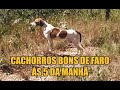 Caça de Tatu de dia - cachorro Americano caçando cutia