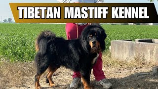 TIBETAN MASTIFF IN PUNJAB | ALL ABOUT TIBETAN MASTIFF DOG #tibetanmastiff