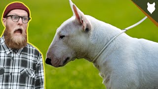 How To STOP Your BULL TERRIER PULLING ON WALKS