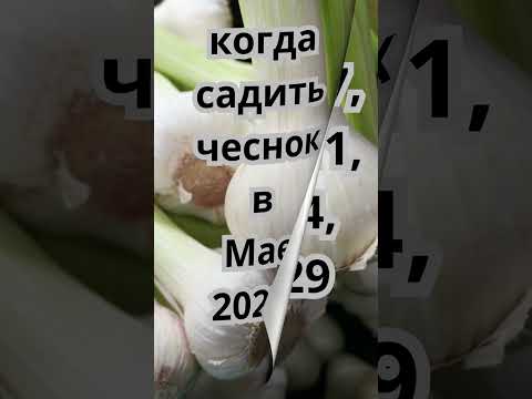 Благоприятные дни для посадки чеснока в Мае 2023