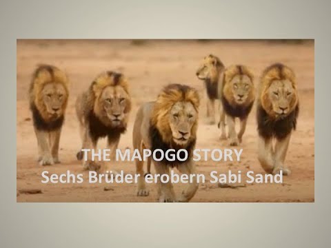 Video: Die Struktur eines Löwenrudels. Pride ist eine Gruppe von Löwen