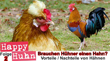 Wann brauchen Hühner einen Hahn?