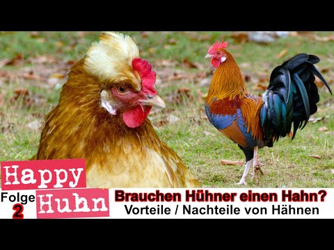 E2 Brauchen Hühner einen Hahn? Hat ein Hahn Vorteile? HAPPY HUHN - Nachteile von Hähnen für Küken