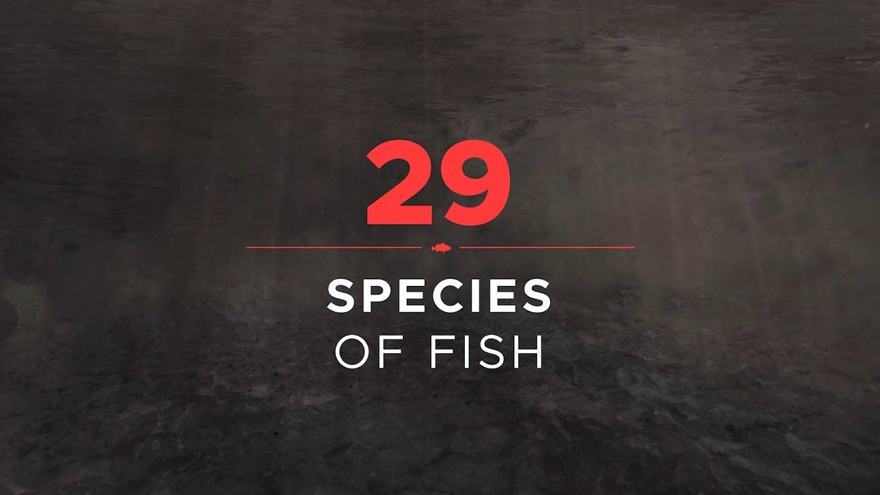 Fishing Sim World: Pro Tour - Fish Species 