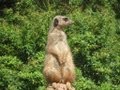 Erdmännchen / Meerkats