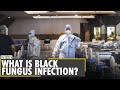 Black Fungus on rise in India | COVID-19 infection | What is black fungus | Latest English News