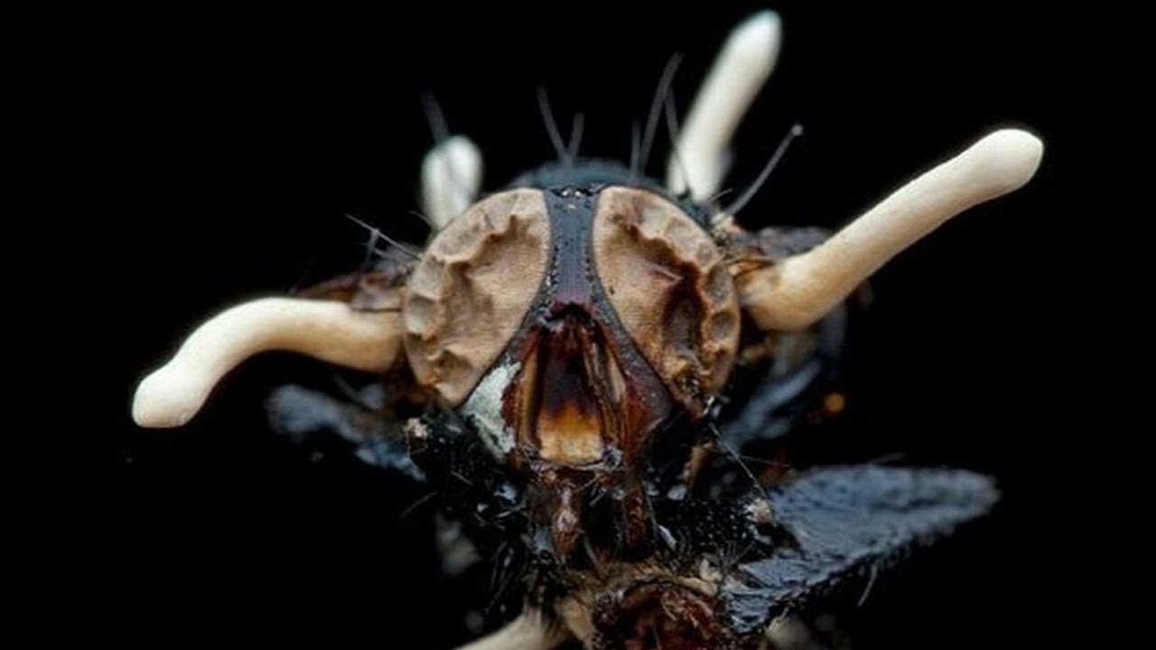 gyors méregtelenítés és fogyókúra papilloma vírus vakcina hímek lombardia