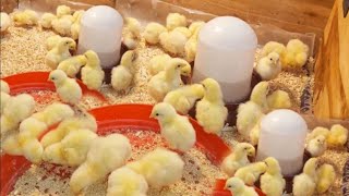 أفضل طريقة استقبال الكتاكيت البيضة عمر يوم وطريقة معرفة الكتكوت الفرز الاول مع مكون جبار لسرعة النمو