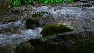 Flowing in Serenity: Gentle River Sounds for Restful Sleep