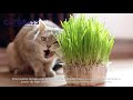 Catgrass Pasto de trigo para gatos